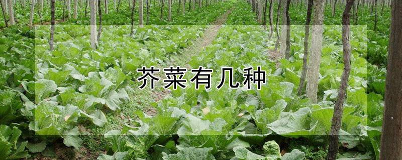 芥菜有几种