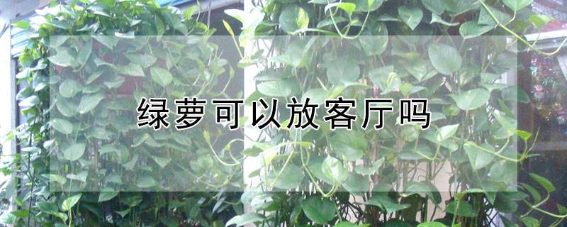 绿萝可以放客厅吗