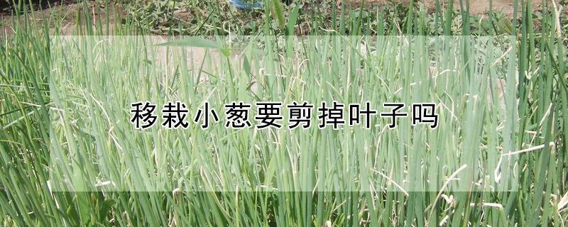 移栽小葱要剪掉叶子吗