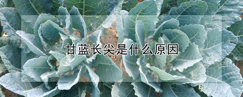 甘蓝长尖是什么原因