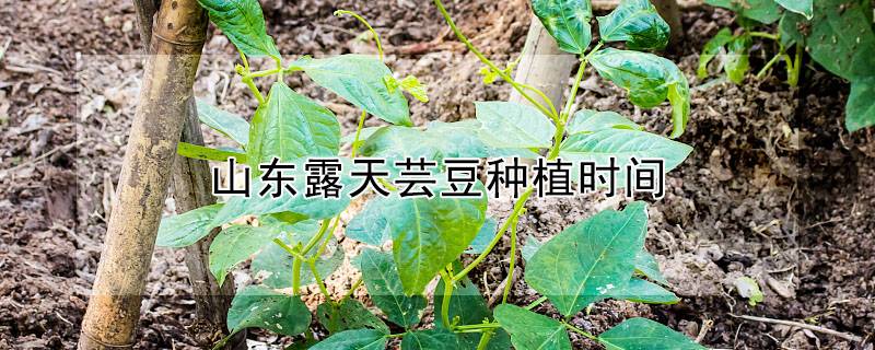 山东露天芸豆种植时间
