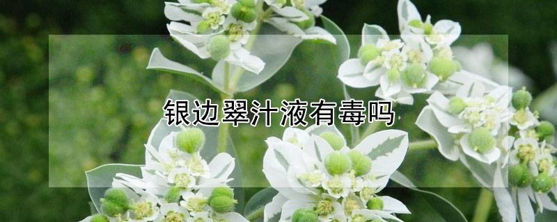 银边翠汁液有毒吗
