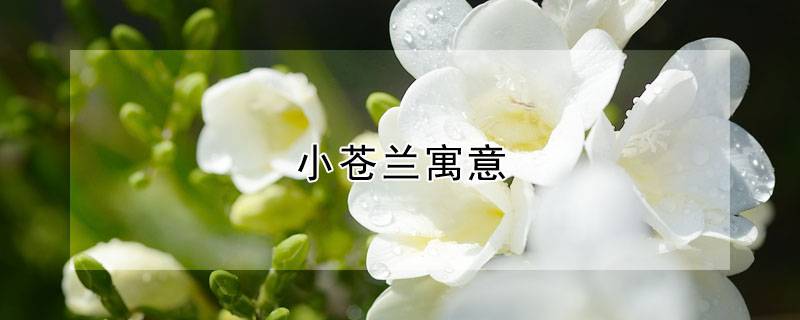 小苍兰寓意