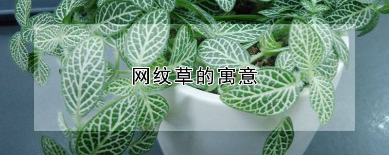 网纹草的寓意