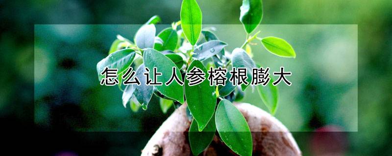 怎么让人参榕根膨大