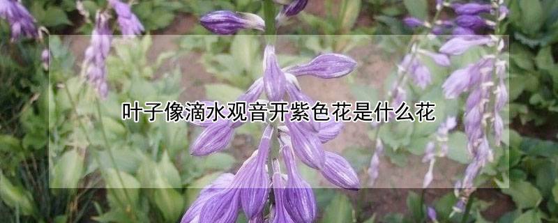 叶子像滴水观音开紫色花是什么花