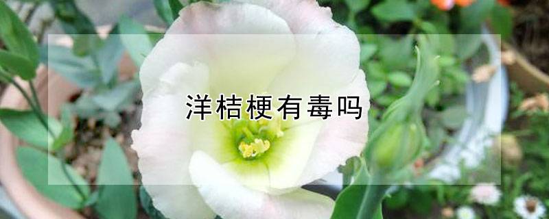 洋桔梗有毒吗