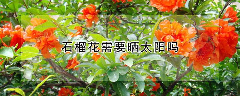 石榴花需要晒太阳吗