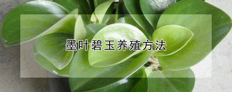 墨叶碧玉养殖方法