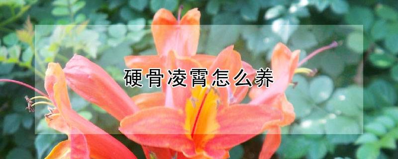 硬骨凌霄怎么养