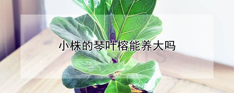 小株的琴叶榕能养大吗