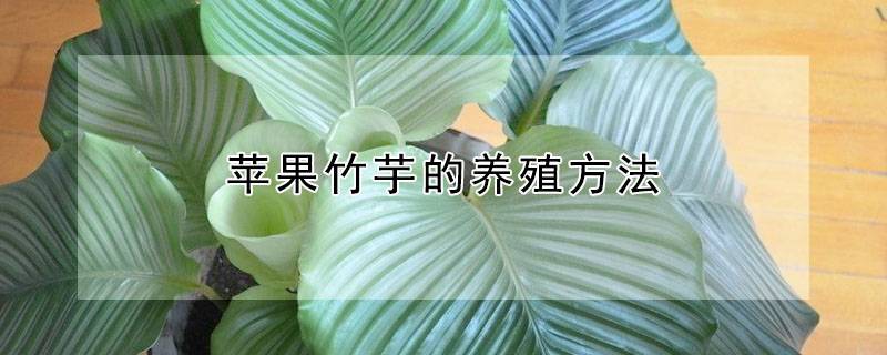苹果竹芋的养殖方法