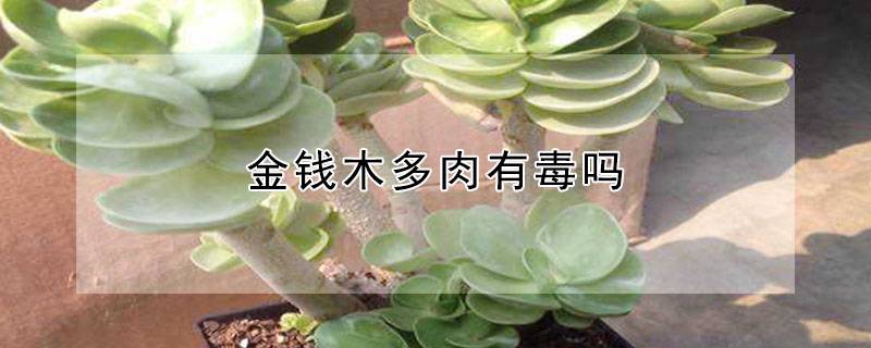 金钱木多肉有毒吗