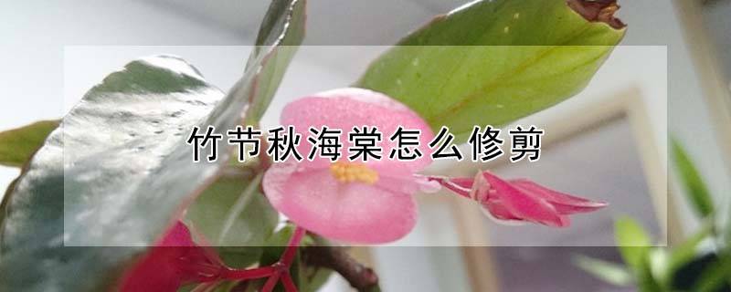 竹节秋海棠怎么修剪