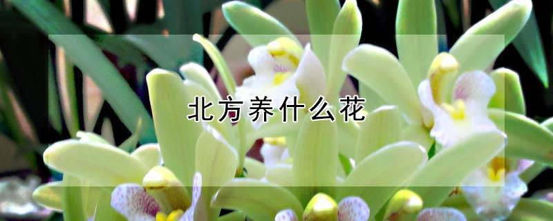 北方养什么花