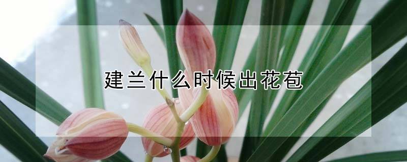 建兰什么时候出花苞