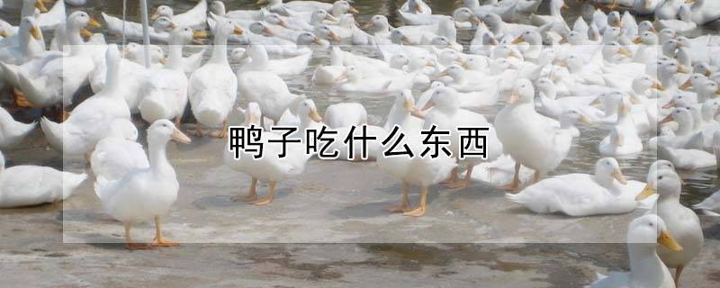鸭子吃什么东西