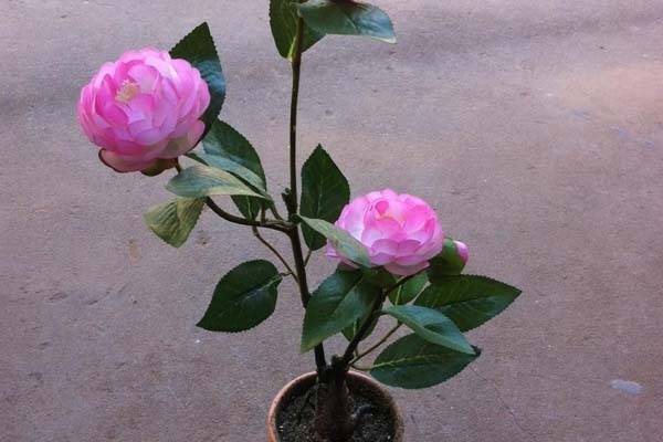 室内盆栽月季花的养殖方法