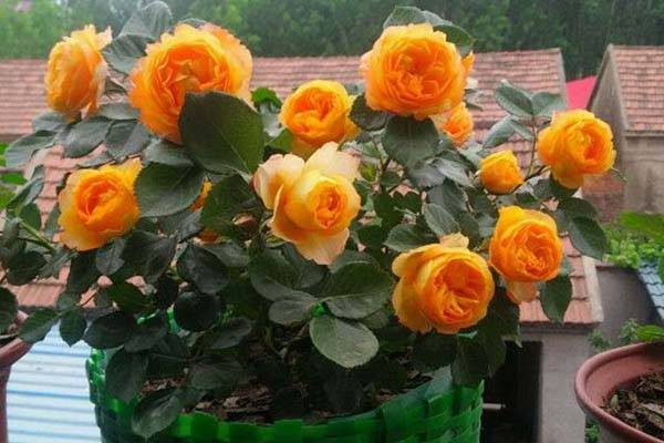室内盆栽月季花的养殖方法