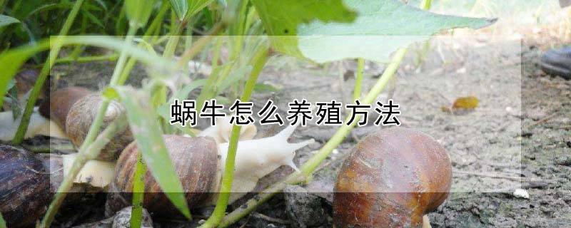 蜗牛怎么养殖方法