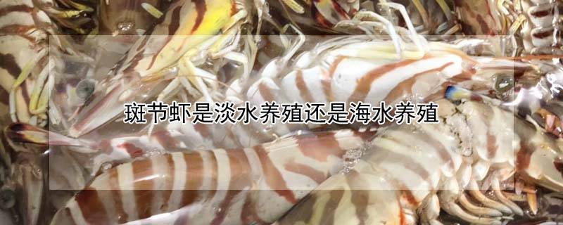斑节虾是淡水养殖还是海水养殖