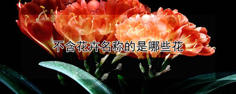 不含花卉名称的是哪些花