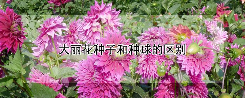 大丽花种子和种球的区别