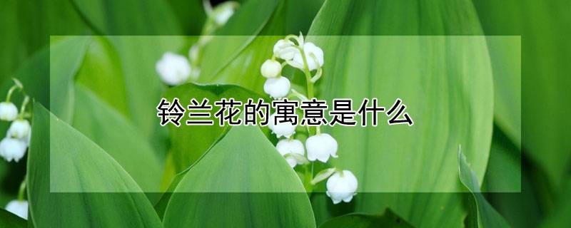 铃兰花的寓意是什么