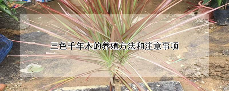 三色千年木的养殖方法和注意事项