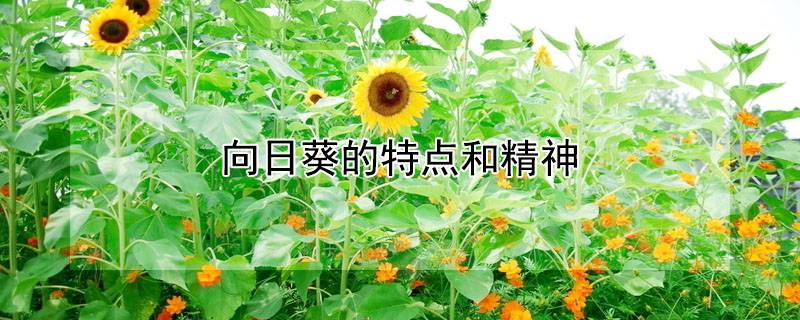 向日葵的特点和精神