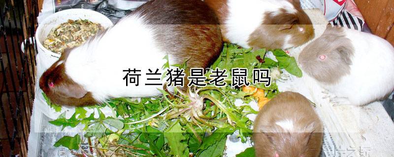 荷兰猪是老鼠吗