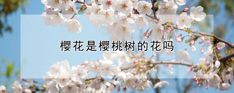 樱花是樱桃树的花吗