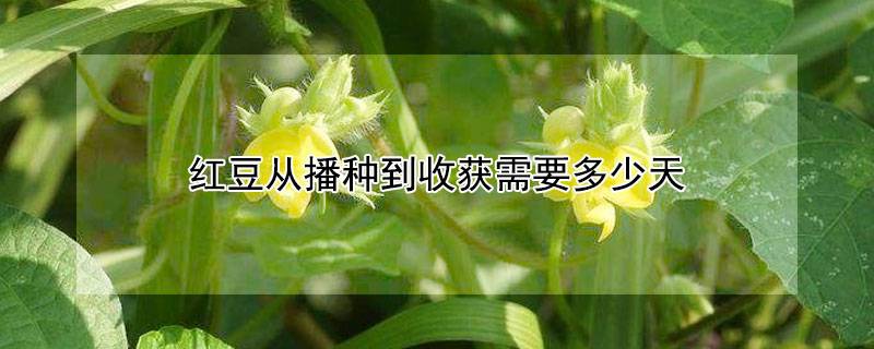 红豆从播种到收获需要多少天