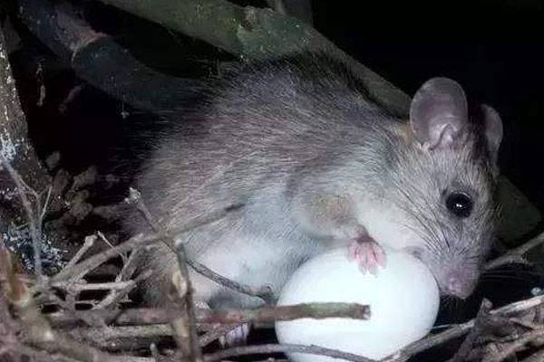 农作物四害是哪四害