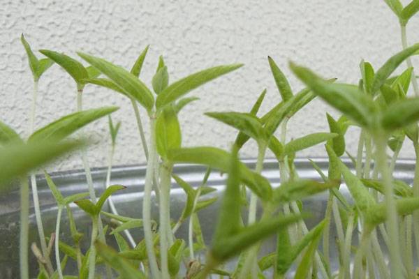豆芽怎么种植
