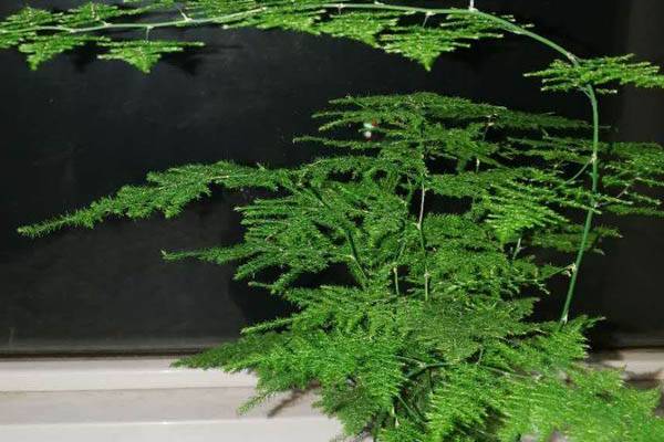 水培文竹的养殖方法和注意事项