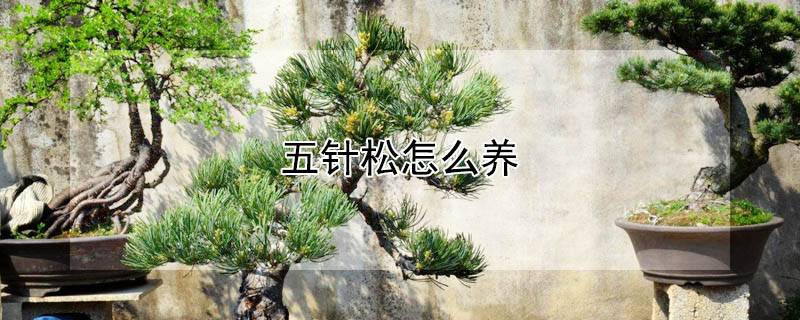 五针松怎么养
