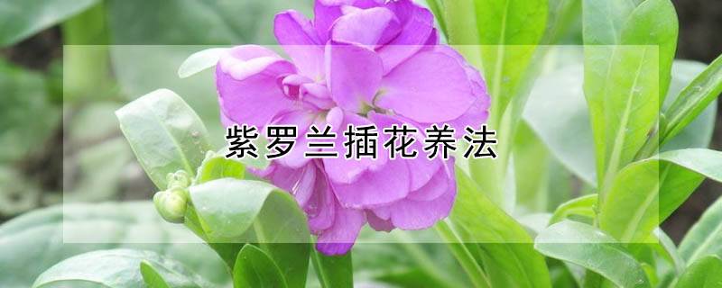 紫罗兰插花养法
