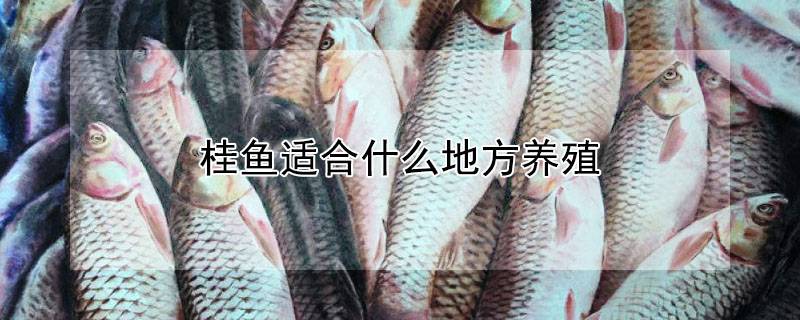桂鱼适合什么地方养殖