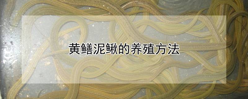 黄鳝泥鳅的养殖方法
