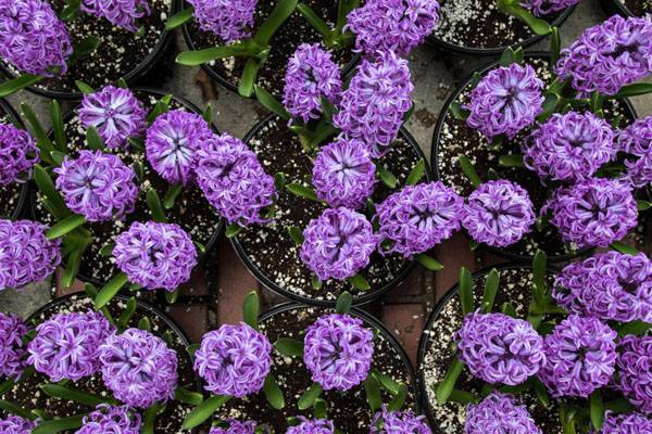 淡紫色风信子花语