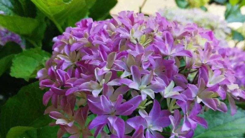 紫绣球花语