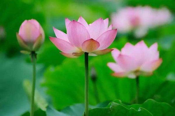 莲花代表什么象征意义