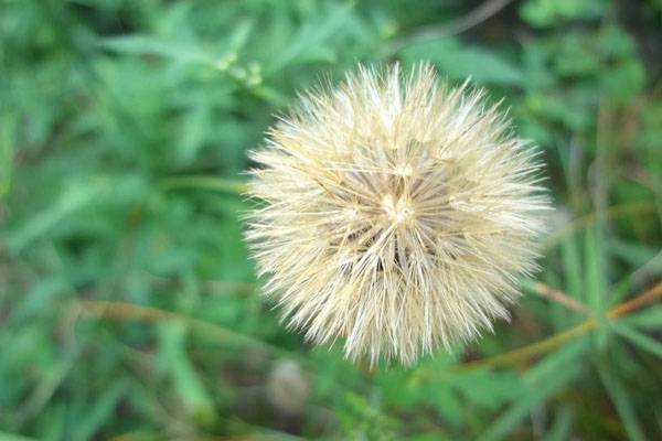 什么花的花语最悲伤