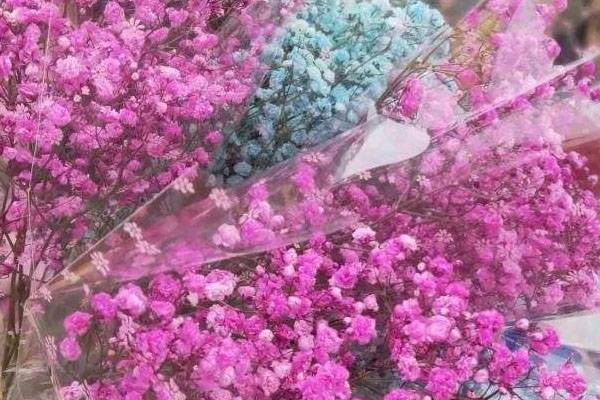 满天星花语的含义