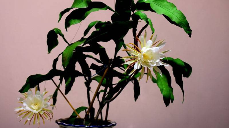 昙花开代表什么预兆