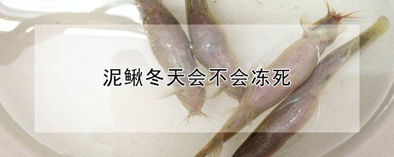 泥鳅冬天会不会冻死