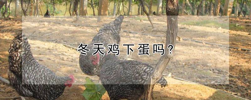 冬天鸡下蛋吗?