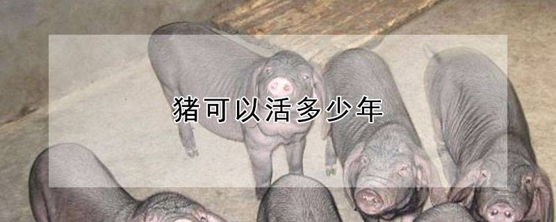 猪可以活多少年