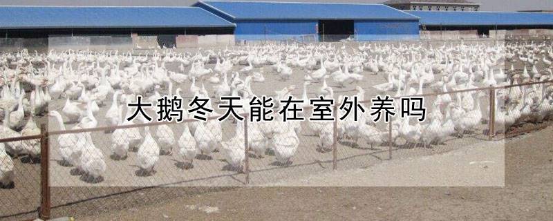 大鹅冬天能在室外养吗